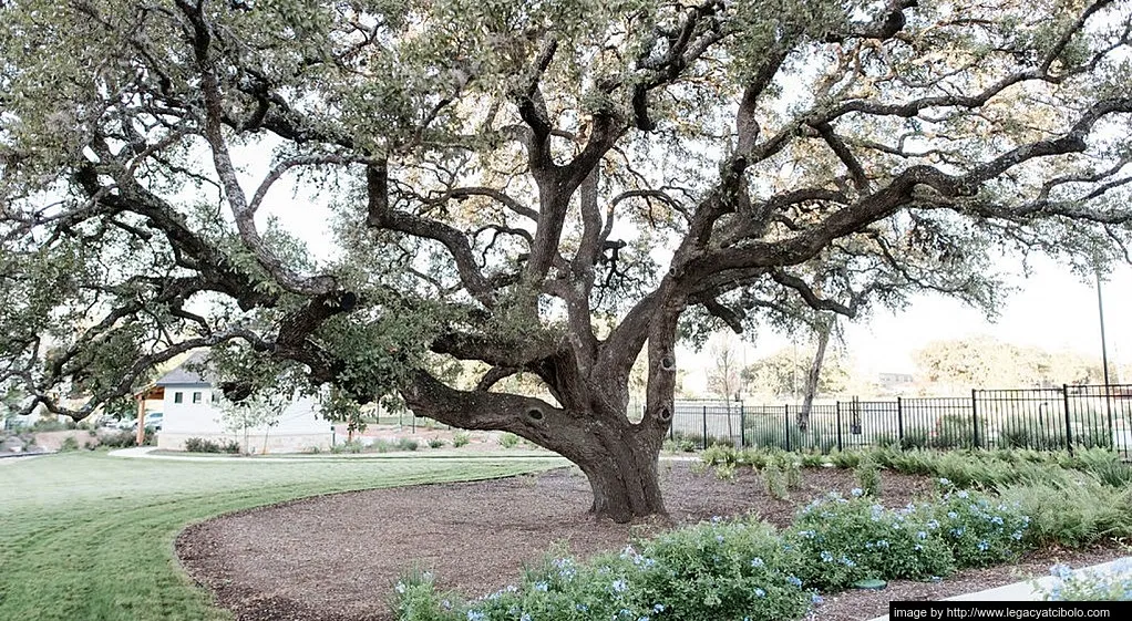 Legacy at Cibolo - Photo 26 of 32