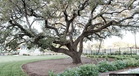 Legacy at Cibolo - Photo 26 of 32