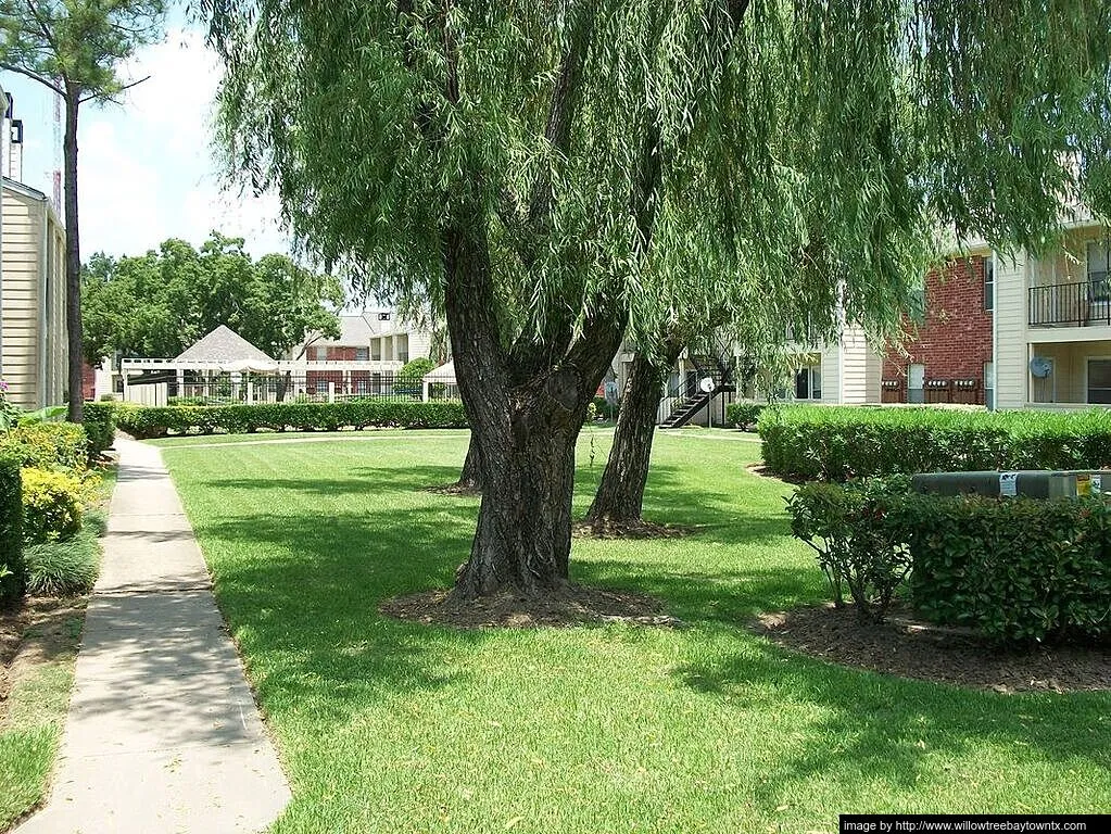 Willow Tree - Photo 3 of 35